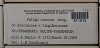 Fuligo cinerea image